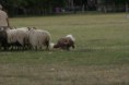 /album/stuikertrial-2017-traditioneel/www-img-0092-jpg/
