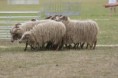 /album/stuikertrial-2017-traditioneel/www-img-0123-jpg/