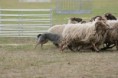 /album/stuikertrial-2017-traditioneel/www-img-0124-jpg/