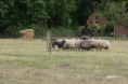 /album/stuikertrial-2017-traditioneel/www-img-0154-jpg/