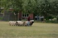 /album/stuikertrial-2017-traditioneel/www-img-9644-jpg/