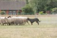 /album/stuikertrial-2017-traditioneel/www-img-9793-jpg/