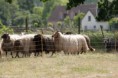 /album/stuikertrial-2017-traditioneel/www-img-9833-jpg/