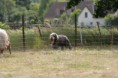 /album/stuikertrial-2017-traditioneel/www-img-9834-jpg/