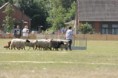 /album/stuikertrial-2017-traditioneel/www-img-9878-jpg/