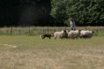 /album/stuikertrial-2017-traditioneel/www-img-9914-jpg/